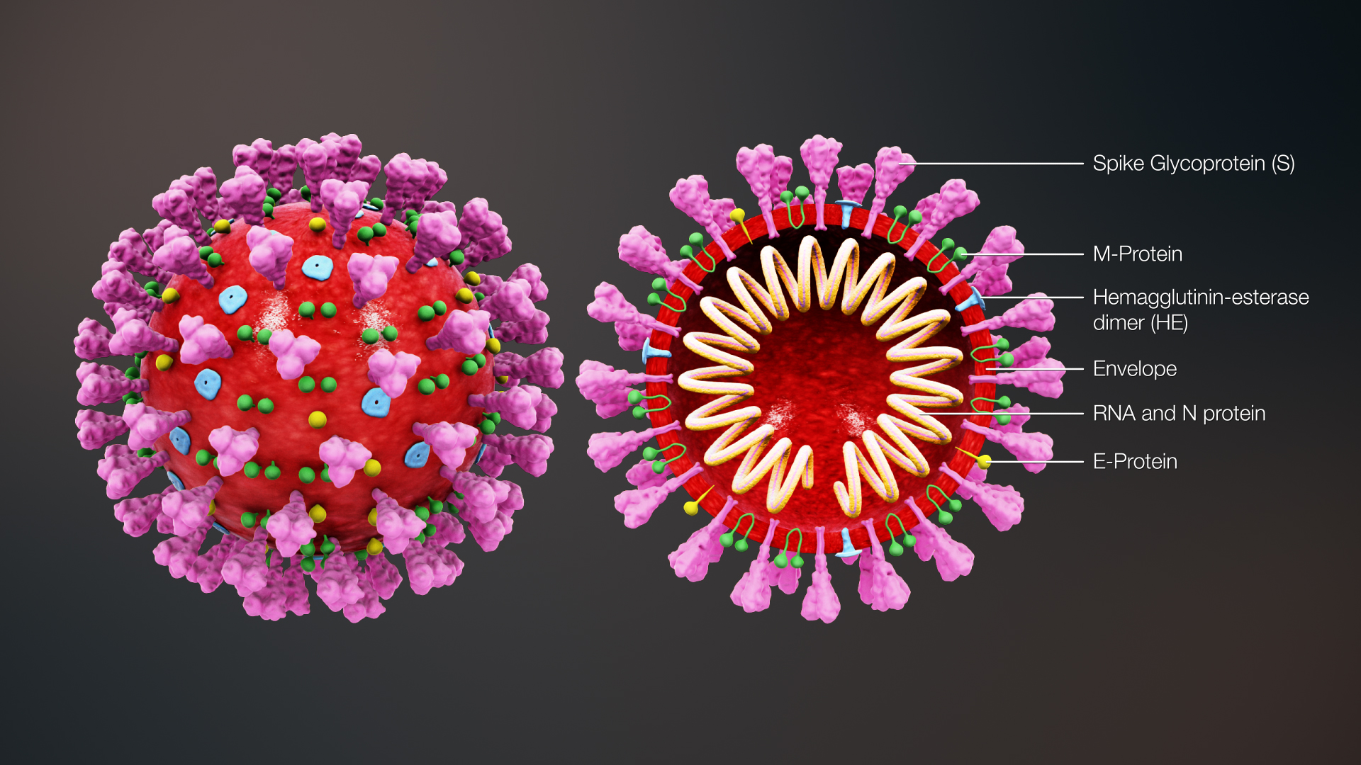 Coronaviruset (COVID-19) och surrogatmödraskap - 3D coronavirus structure -Dahlen Juristbyrå
